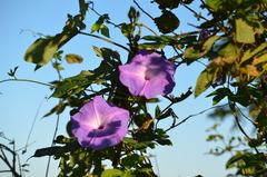 Ipomoea setosa melanotricha