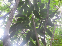 Forchhammeria trifoliata