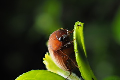 Coleoptera