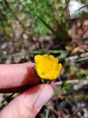 Hibbertia cistiflora