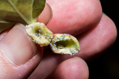 Pemphigus populicaulis