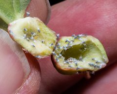 Pemphigus populicaulis