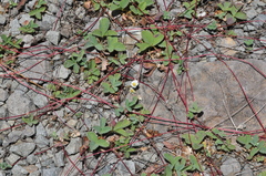 Fragaria cascadensis