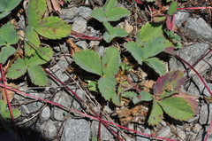 Fragaria cascadensis