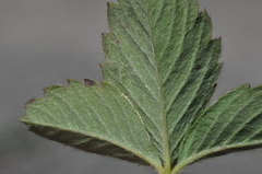 Fragaria cascadensis