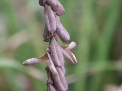 Crotalaria mitchellii