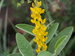 Crotalaria mitchellii
