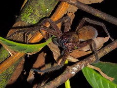 Sparassidae