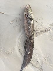 Genypterus tigerinus