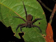 Sparassidae