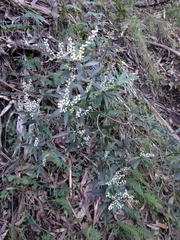 Leucopogon affinis