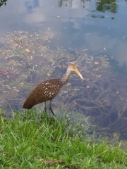 Aramus guarauna image