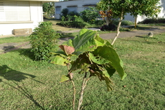 Coccoloba pubescens