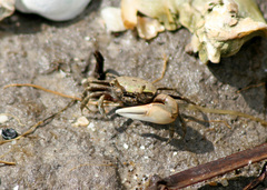 Minuca longisignalis