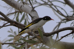 Grantiella picta