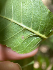 Stigmella longisacca