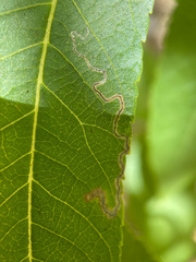 Stigmella longisacca