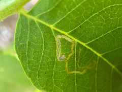 Stigmella longisacca