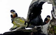 Microhierax fringillarius