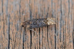 Eucosma ochroterminana