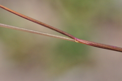 Festuca idahoensis