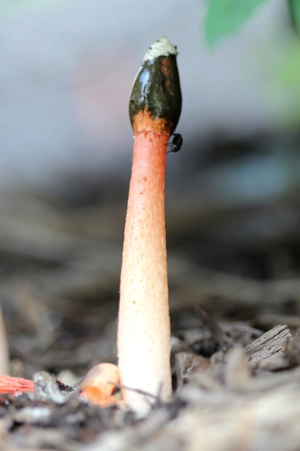 Wrinkly Stinkhorn