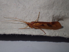 Limnephilus rhombicus