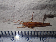 Limnephilus rhombicus