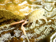 Megalorchestia californiana image