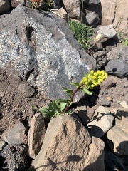 Solidago simplex nana