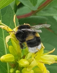 Bombus soroeensis