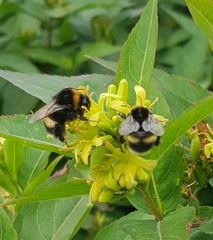 Bombus soroeensis
