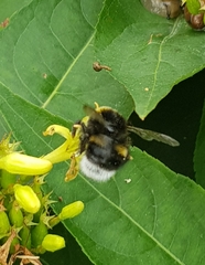 Bombus soroeensis