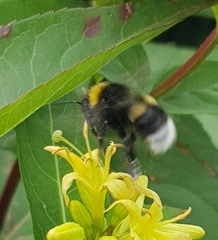 Bombus soroeensis