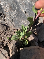 Solidago simplex nana