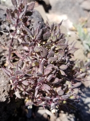Draba aureola