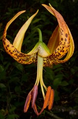 Lilium iridollae
