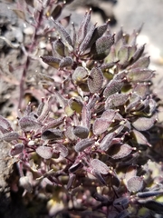 Draba aureola
