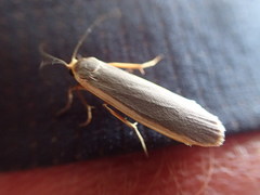 Eilema depressa