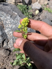 Solidago simplex nana