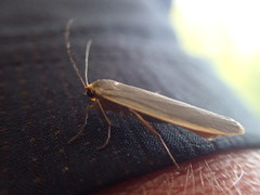 Eilema depressa