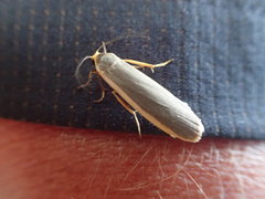 Eilema depressa