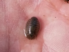 Gnorimosphaeroma oregonense