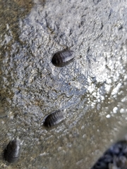 Gnorimosphaeroma oregonense