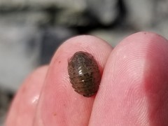 Gnorimosphaeroma oregonense