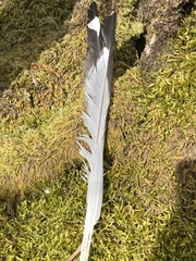 Larus brachyrhynchus