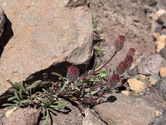 Raillardella scaposa