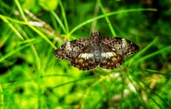 Chiomara georgina georgina