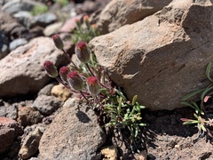 Raillardella scaposa