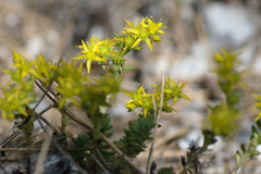 Sedum urvillei